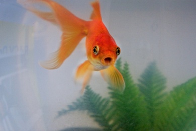 Goldfish Attention Span: Overused Marketing Statistic