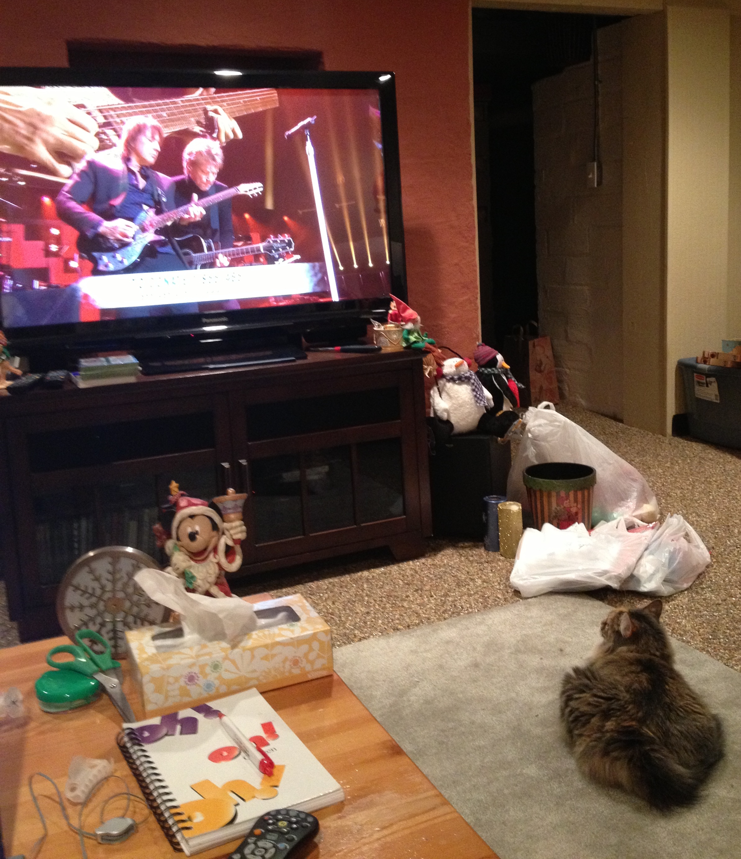 My cat watching Bon Jovi